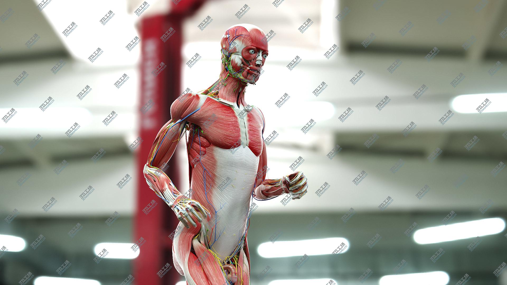 images/goods_img/20210113/3D Full Male And Female Anatomy Set (Cinema Rigged) model/4.jpg